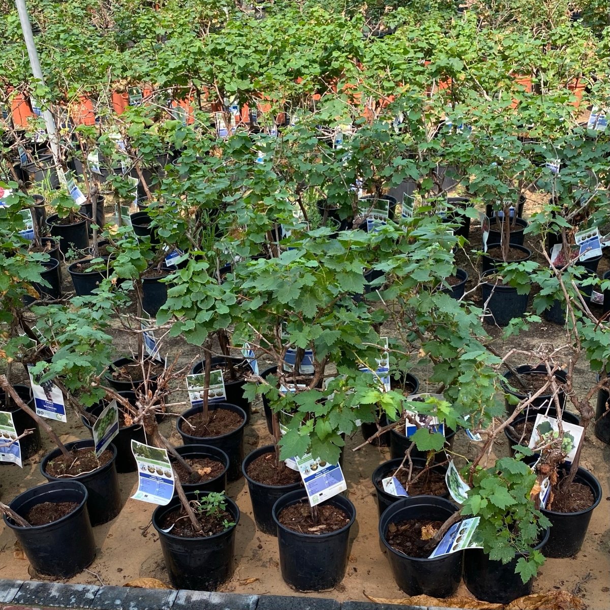 Grapes Red Spain 1.0 - 1.2m الشجرالعنب فاين - Greensouq -