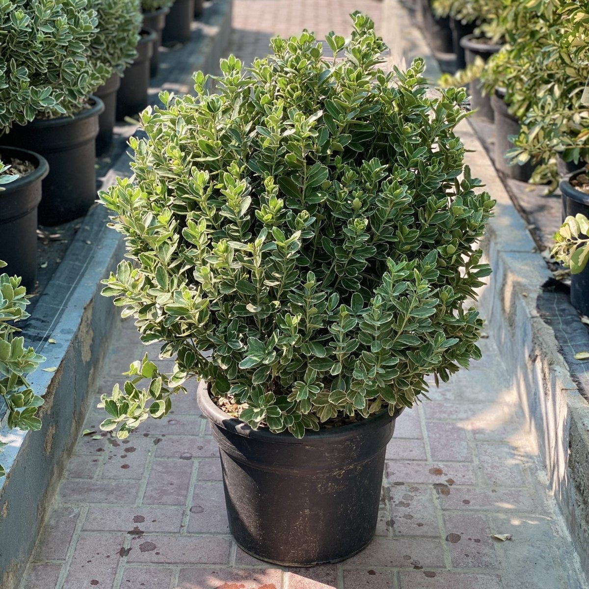 Euonymus Japonica Albomarginatus "Green Rocket" 0.6-0.8m - Greensouq -