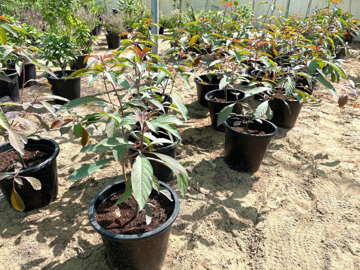 Hamelia patens "Fire Bush" 50 - 70cm Height - Greensouq -