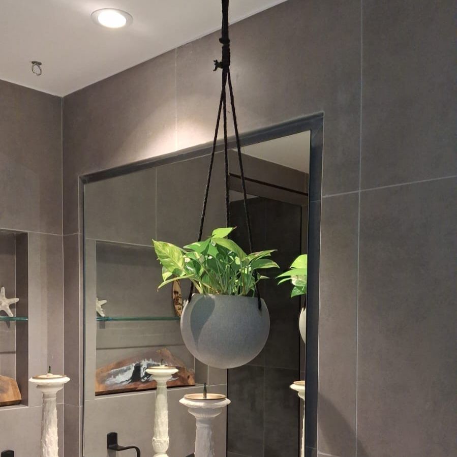 Hanging Pothos Money Plant "Epipremnum Aureum" - Greensouq -