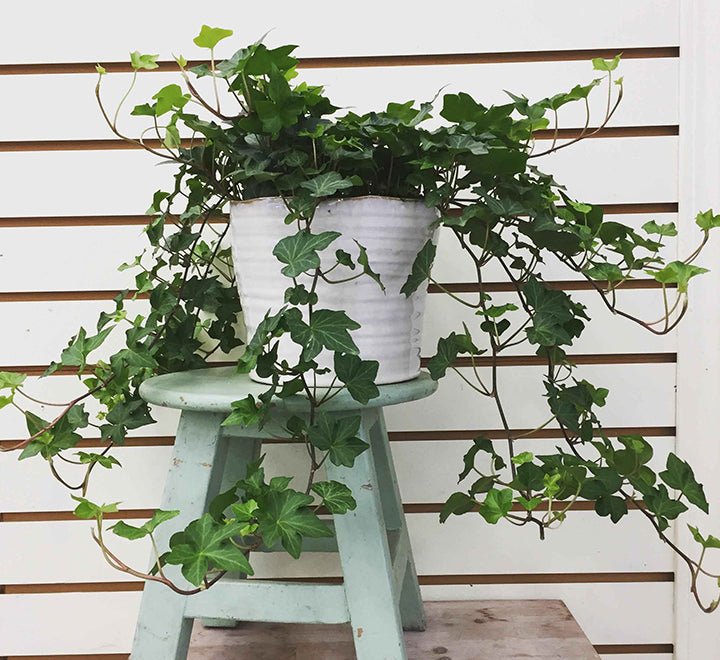 Hedera Helix or English Ivy الإنجليزية اللبلاب - Greensouq -