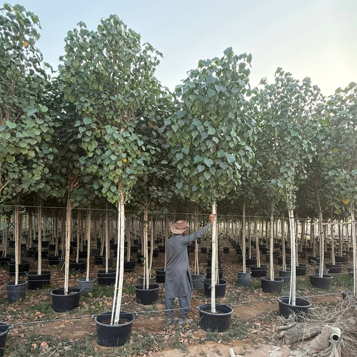 Hibiscus Tiliaceus "Beach Hibiscus" - Greensouq -