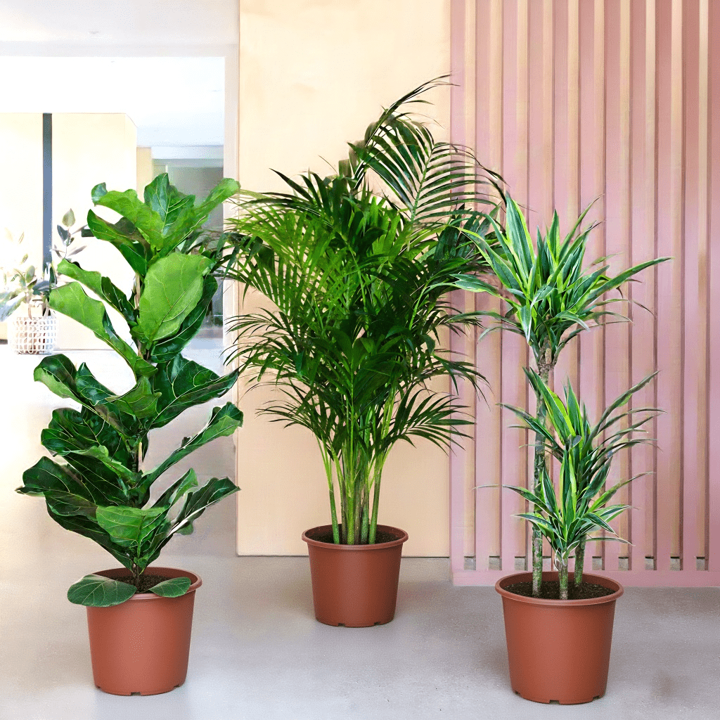 Houseplants Bundle (Fiddle Leaf Fig 1.0 - 1.2m, Areca Palm 1.0 - 1.2m, and Dracaena Fragrans - Gold Coast 1.0 - 1.2m) - Greensouq -