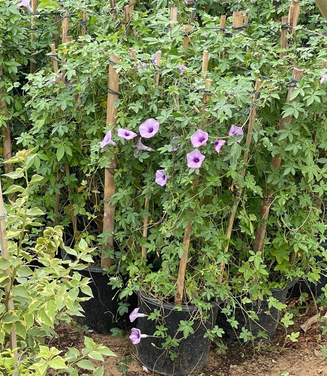 Ipomoea Cairica, Cairo Morning Glory or Coast Morning Glory 0.8 - 0.1m - Greensouq -