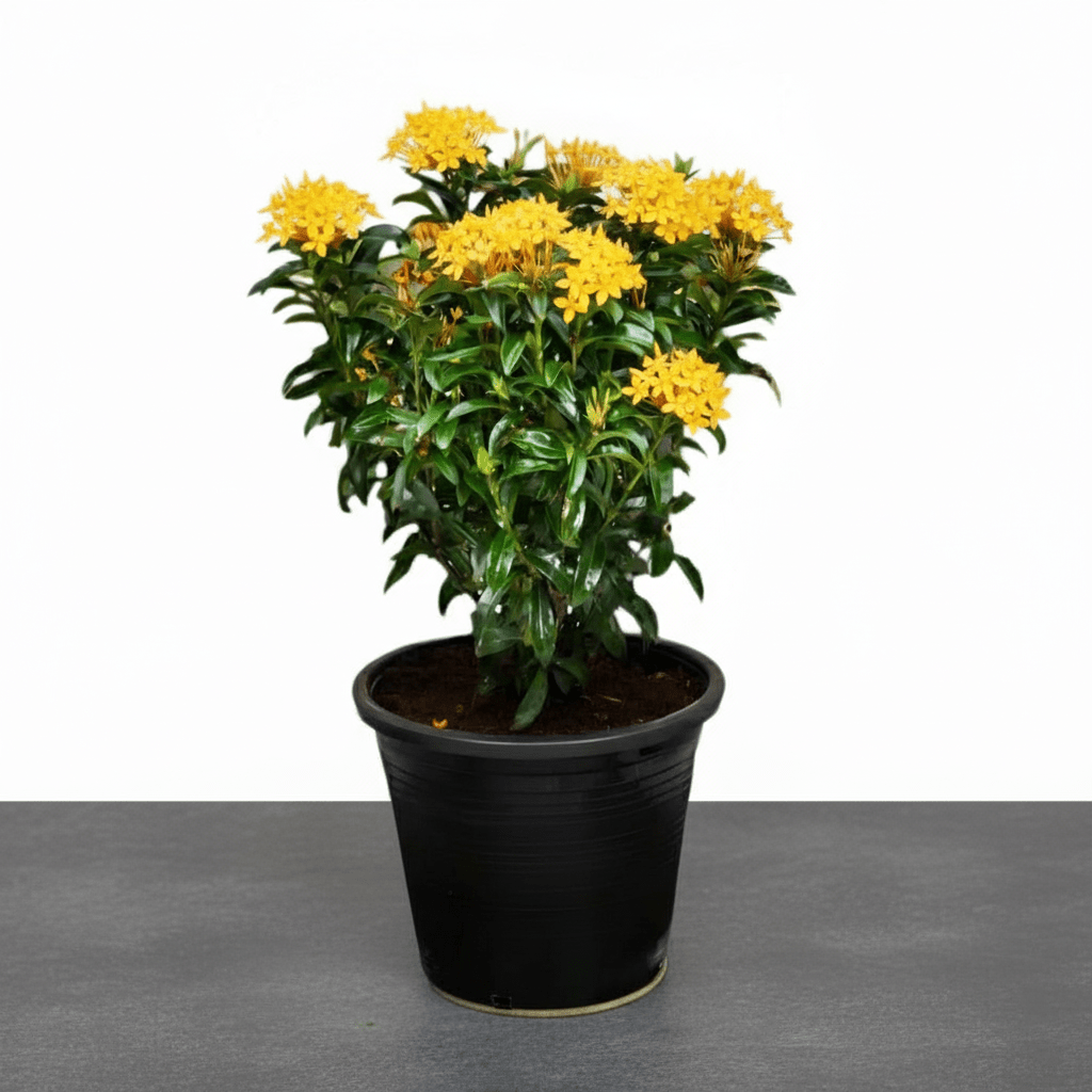Ixora chinensis "Yellow" 25 - 50cm - Greensouq -