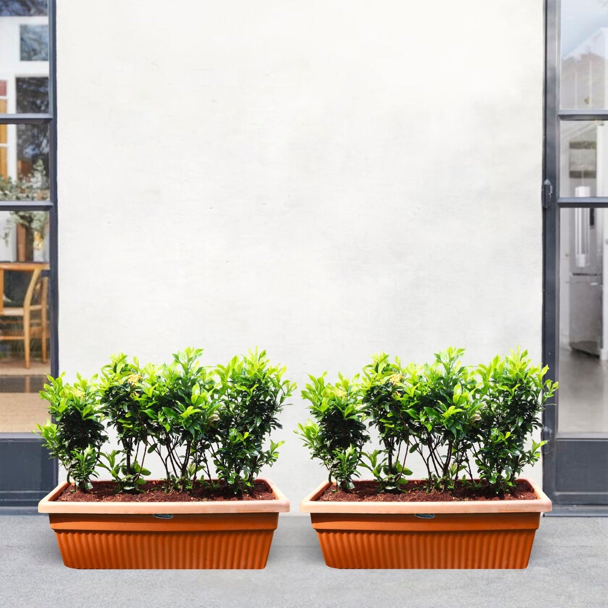 Ixora Chinensis | Yellow Flower - Greensouq -