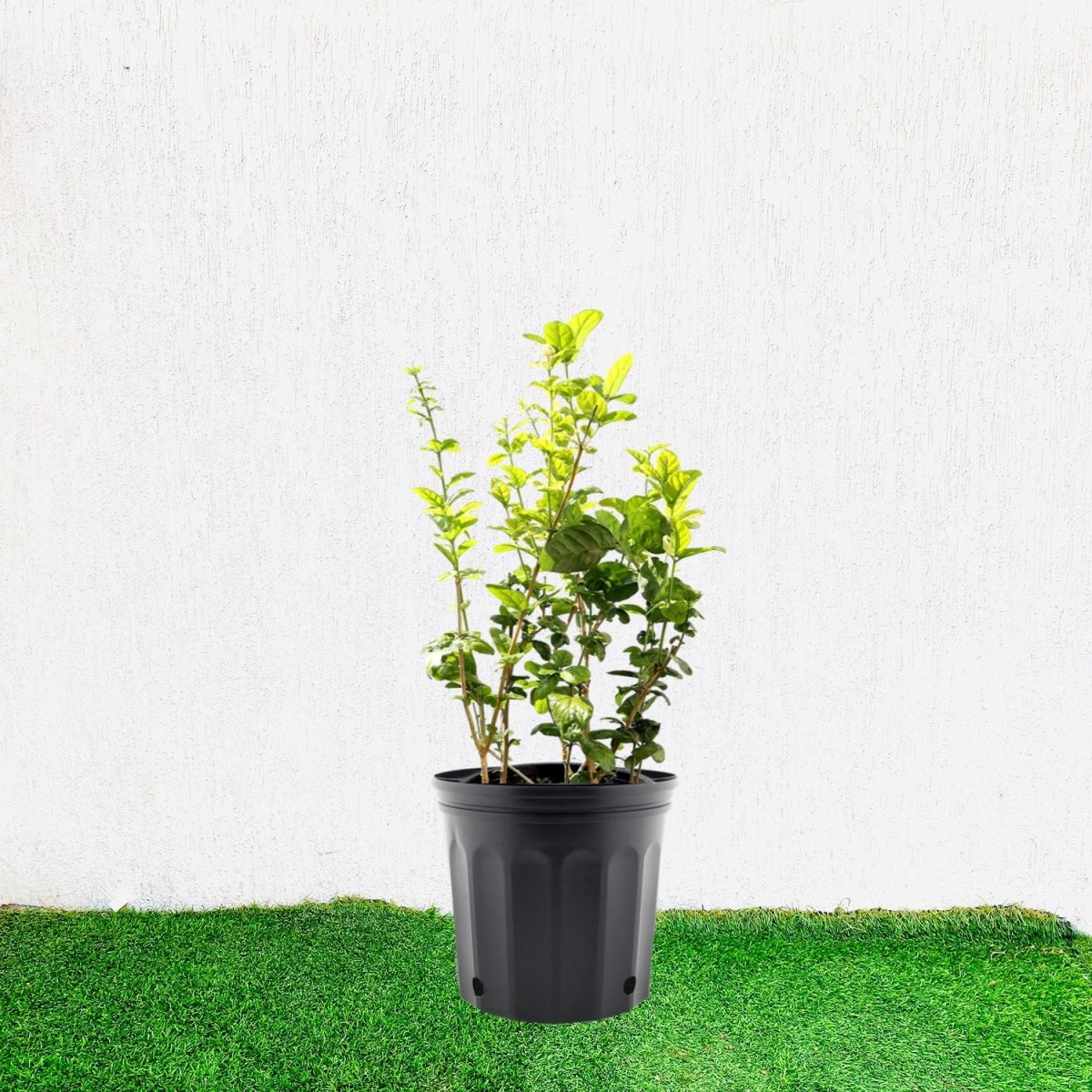 Labnani Jasmine "Jasminum Labnani" 0.5 - 0.6m - Greensouq -