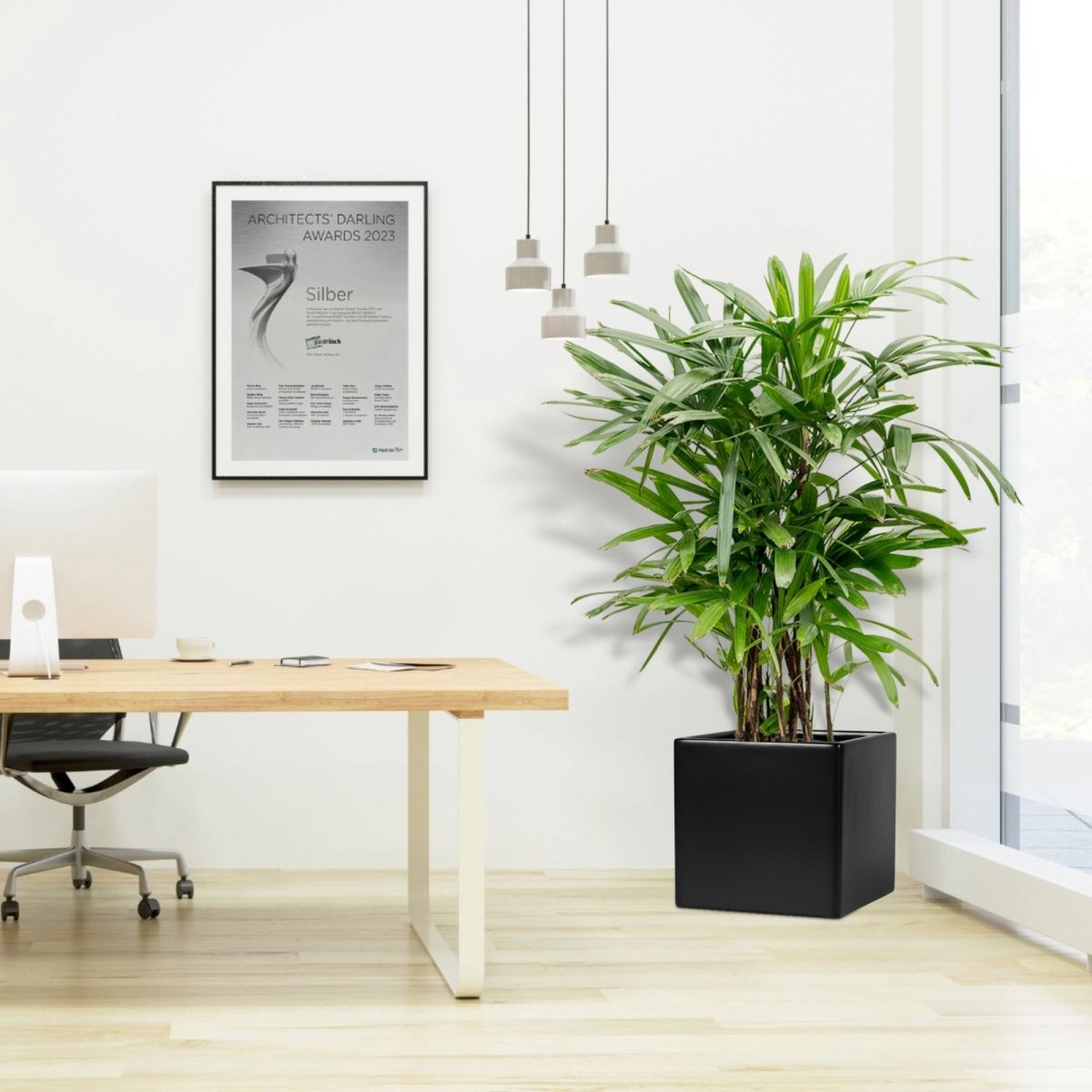 Lady Palm "Rhapis Excelsa سيدة النخيل in Grp Square Pot 40x40 - Greensouq -