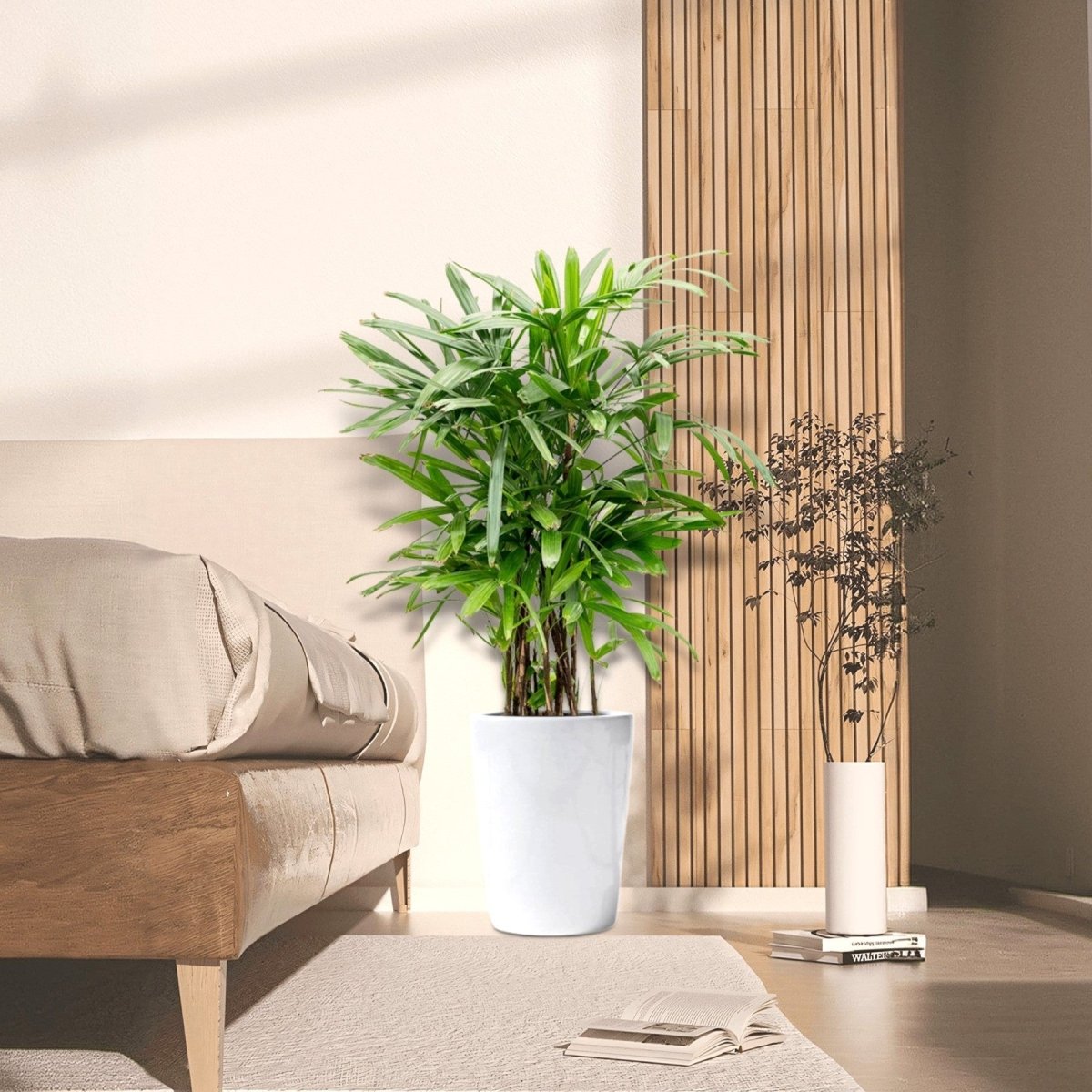 Lady Palm "Rhapis Excelsa سيدة النخيل or Miniature Fan Palm" 0.8 - 0.1m - Greensouq -