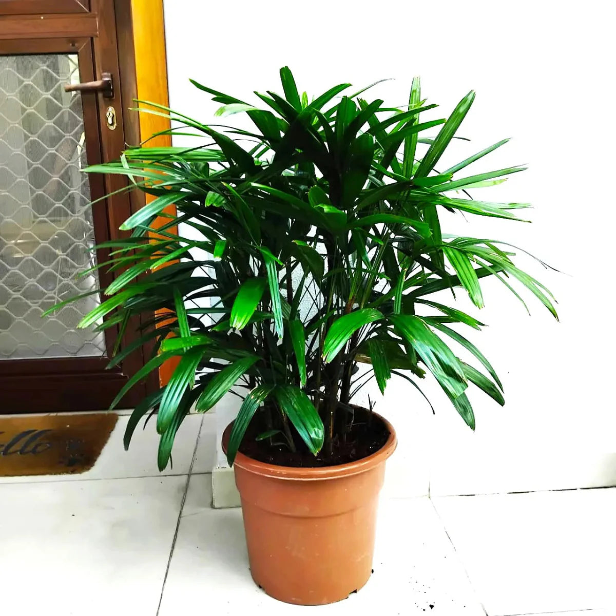 Lady Palm "Rhapis Excelsa سيدة النخيل or Miniature Fan Palm" 0.8 - 0.1m - Greensouq -