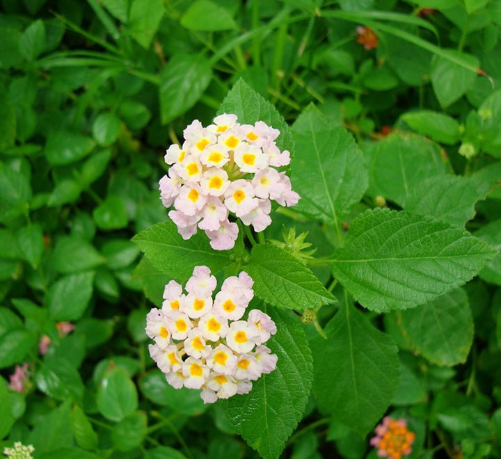 Lantana Camara "Pink" - Greensouq -