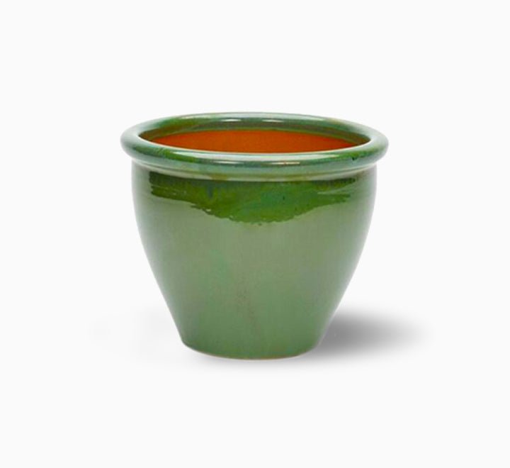 Lime Tree 'Binzaheer' ليمون بن زهير - Greensouq -
