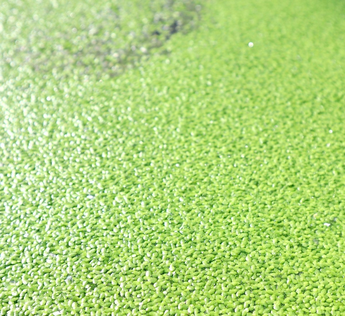 Live Floating Duckweeds "Lemna Minor" - Greensouq -