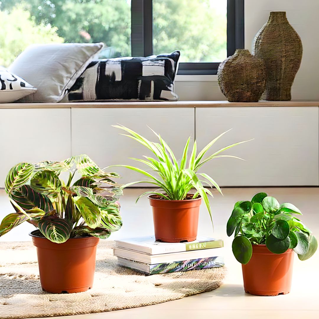 Lively Pet Friendly Trio | Indoor Houseplant Collection | Calathea Prayer Plant, Spider Plant, and Pilea 15 - 20cm - Greensouq -
