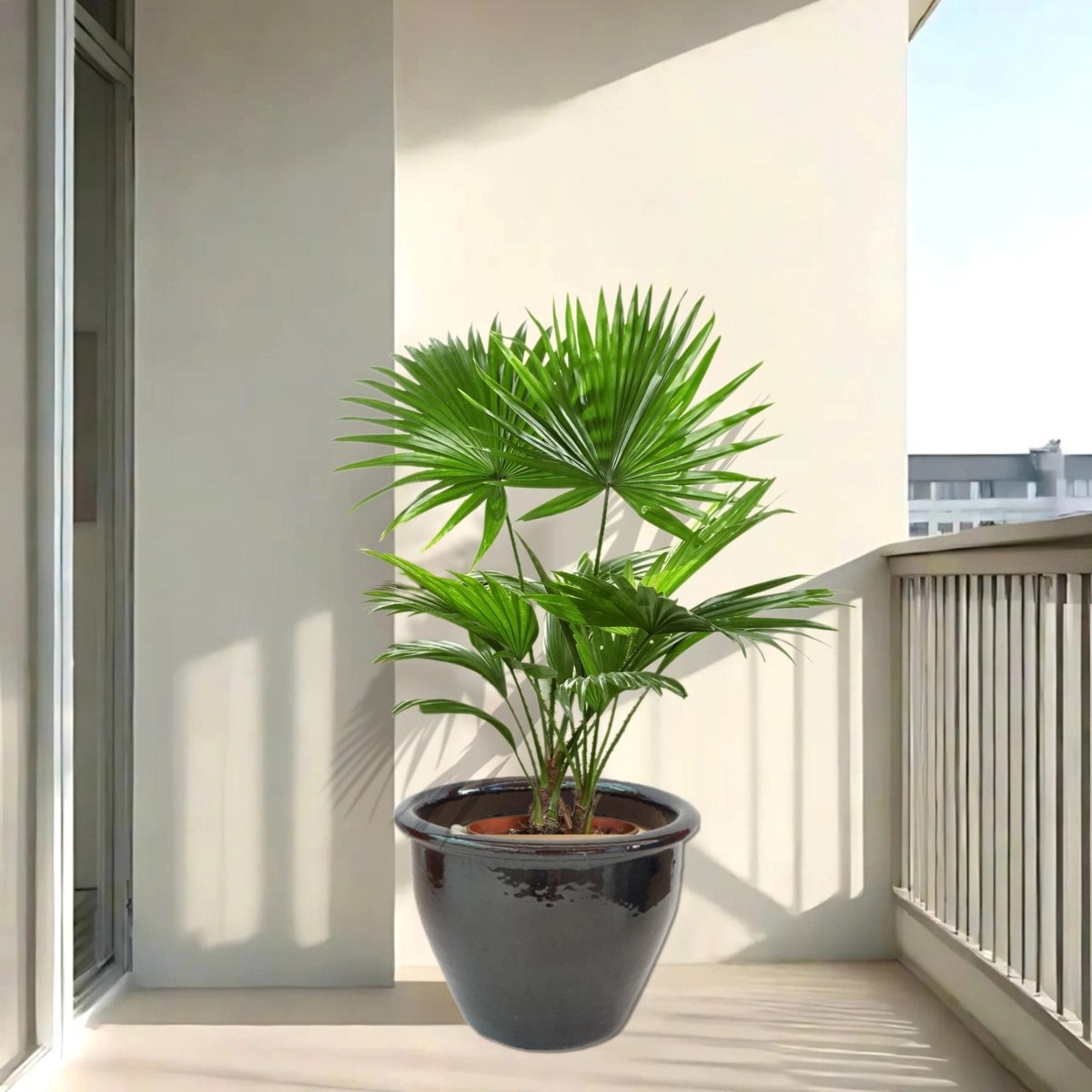Livistona Palm | Chinese Fan Palm in Rolled Rim Pot - Greensouq -