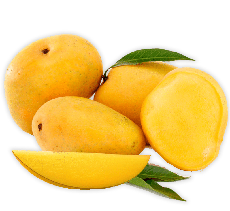 Mango Plant "Chaunsa" Pakistan's Delicious Small Mangoes 1.2 - 1.5m - Greensouq -