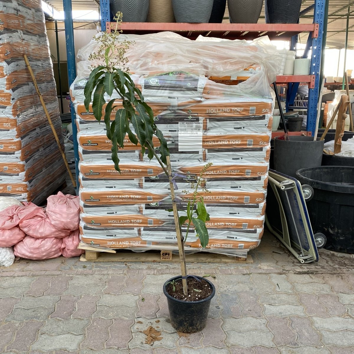 Mango Thai Red 1.5 - 2.0m - Greensouq -