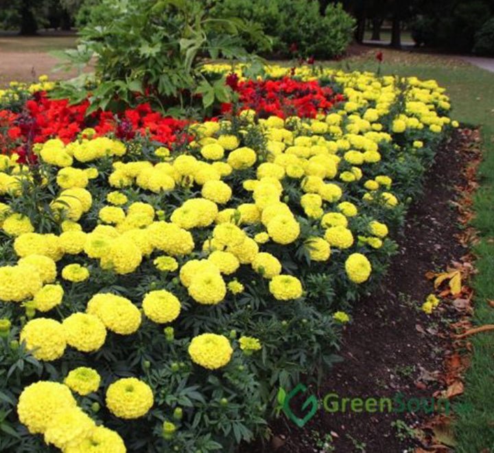 Marigold Plant - Greensouq -