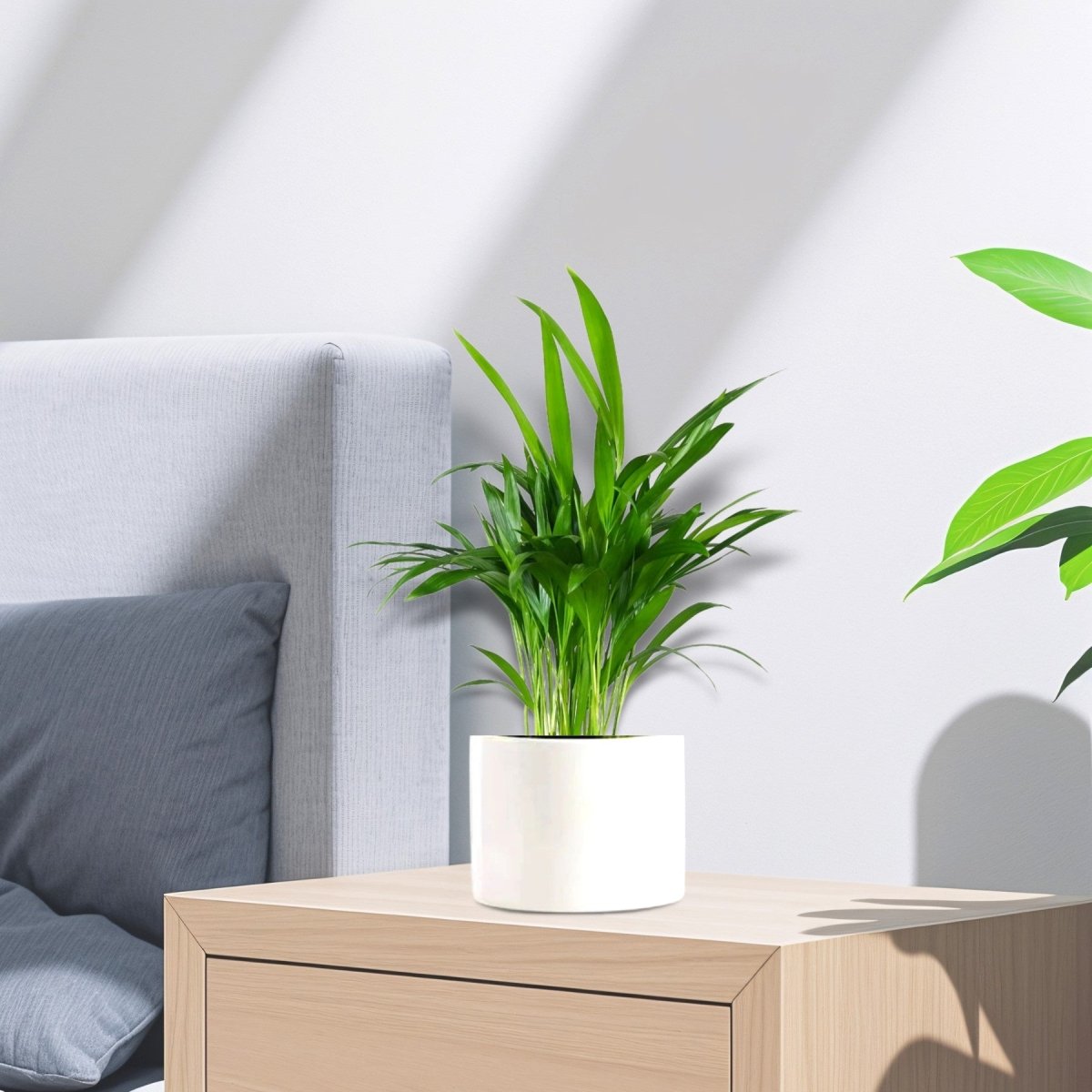 Mini Areca Palm 30 - 40cm - Greensouq -