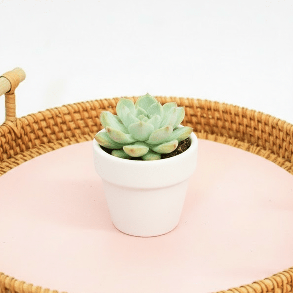 Mini succulents "Mix" Per Piece - Greensouq -