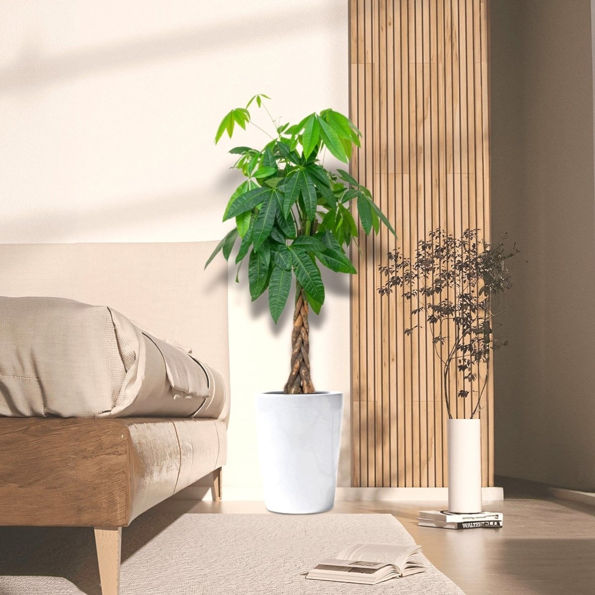 Money Tree Pachira Aquatica, "Twisted Trunk" 130 - 150cm شجرة المال - Greensouq -