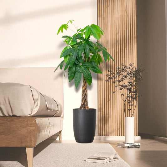 Money Tree Pachira Aquatica, "Twisted Trunk" 130 - 150cm شجرة المال - Greensouq -