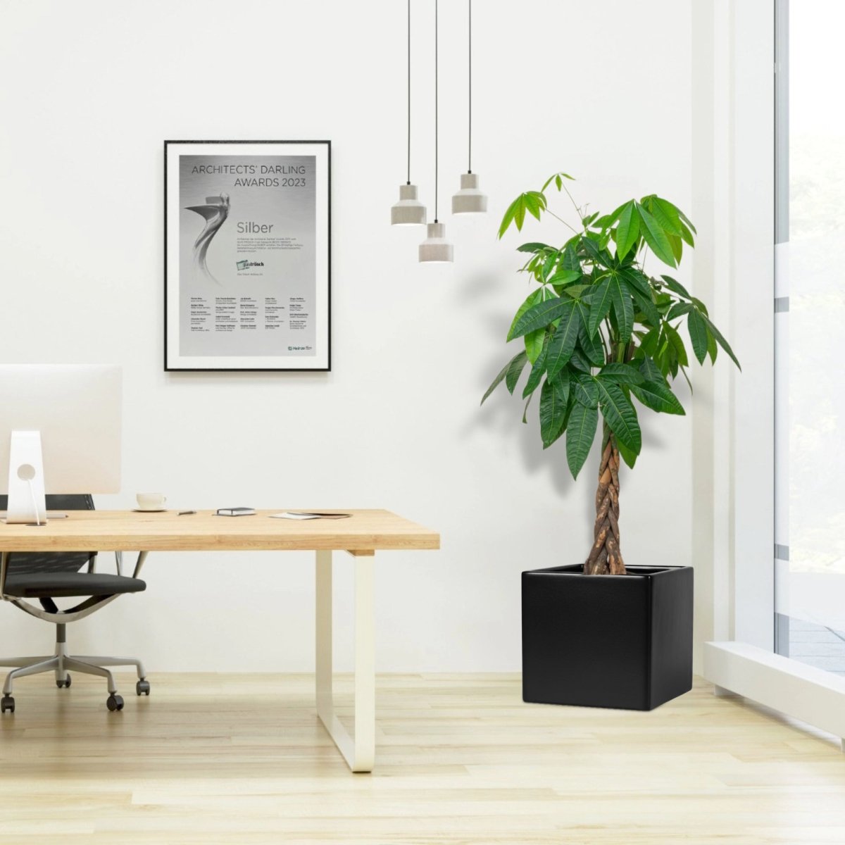 Money Tree / Pachira Aquatica, "Twisted Trunk" in Grp Square Pot 40x40 - Greensouq -