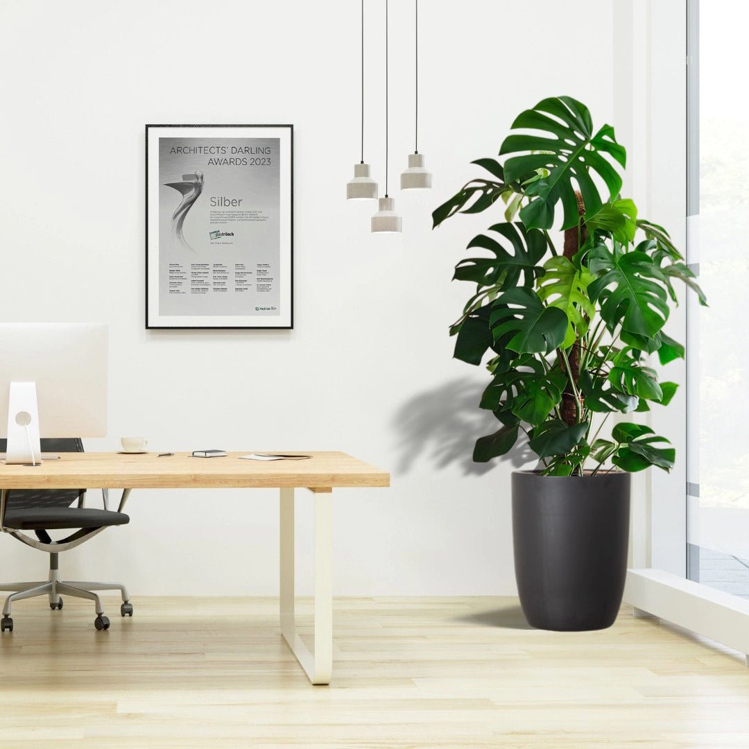 Monstera Deliciosa "The Hurricane or Swiss Cheese Plant" Office Plant Overall Height 100 - 120 cm - Greensouq -