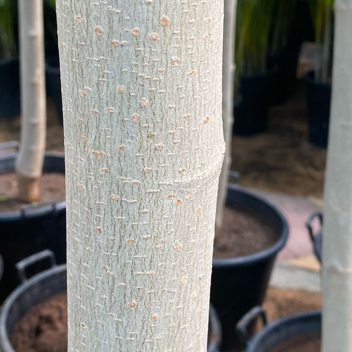 Morus Alba Or Mulberry Tree 3.0 - 3.5m شجرة توت - Greensouq -