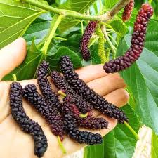 Mulberry Black Long 1.5 - 2.0M شجرة توت - Greensouq -