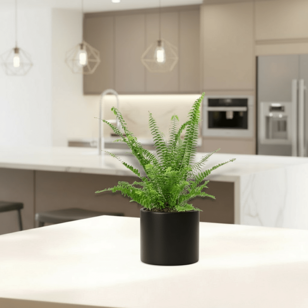 Nephrolepis exaltata "Green Lady", Boston Fern or Sword Fern - Greensouq -