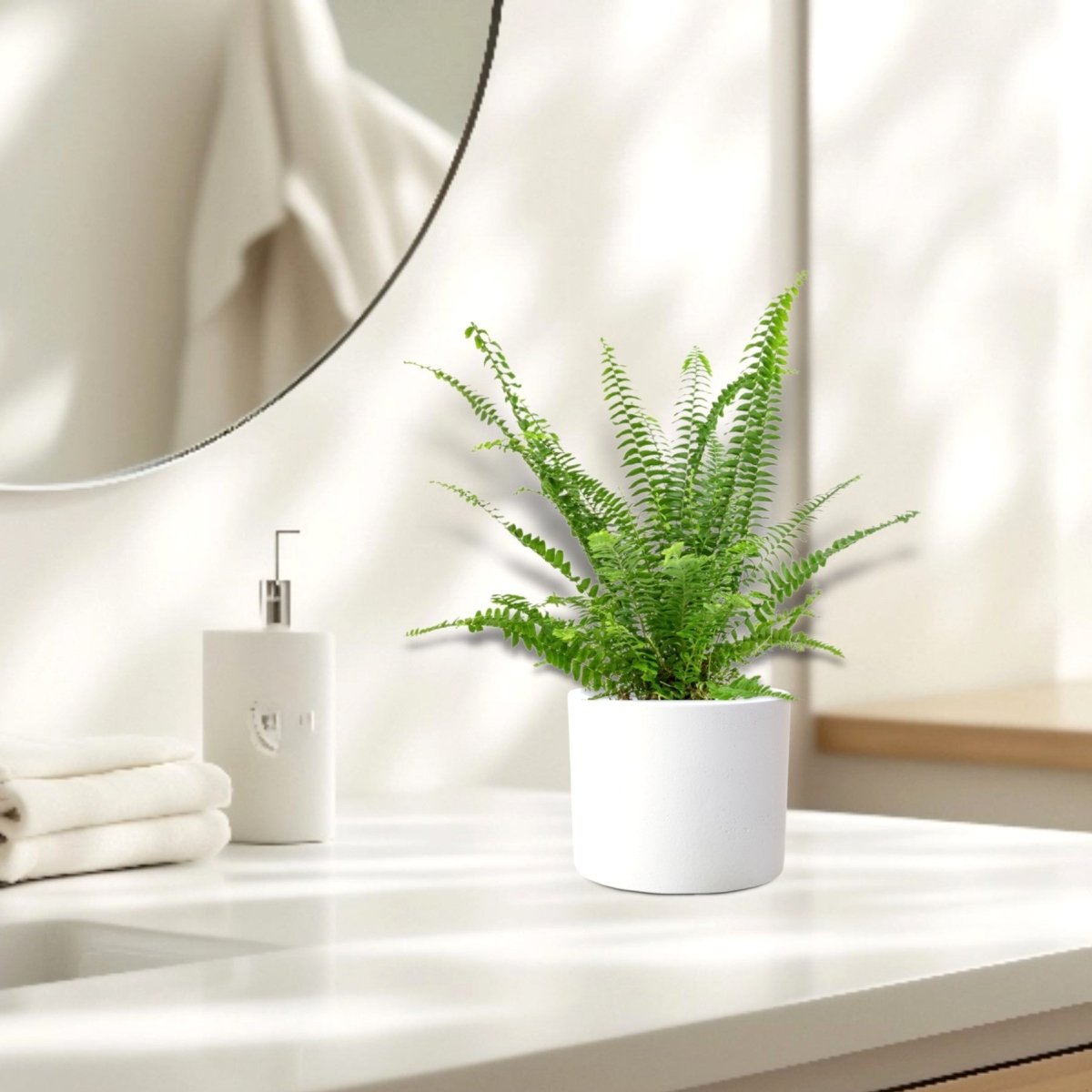 Nephrolepis exaltata "Green Lady", Boston Fern or Sword Fern - Greensouq -