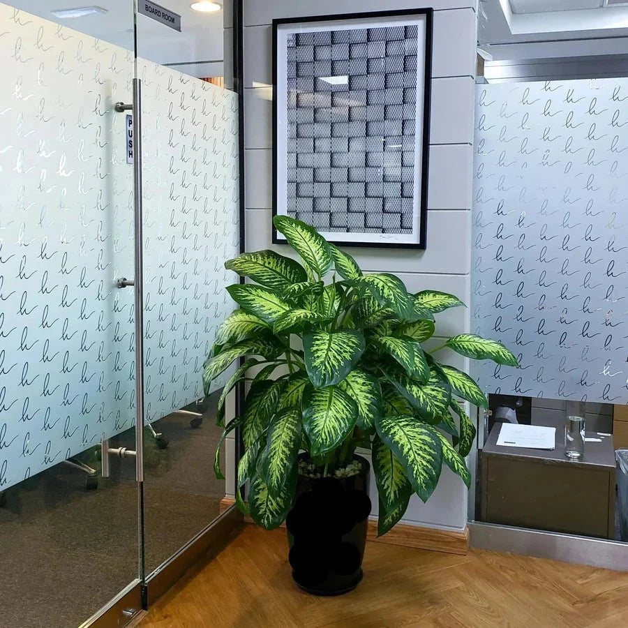 XL Tropic Snow / Office Dieffenbachia Seguine in Black Ceramic Pot - Greensouq -