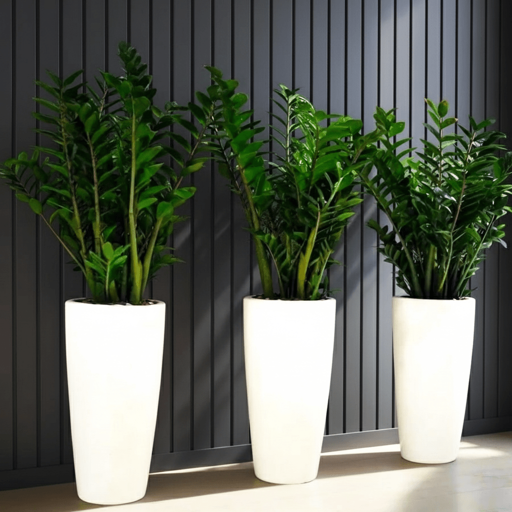 Office Plant Zz in Ceramic Pot long Bundle (3pcs) 60 - 80cm - Greensouq -