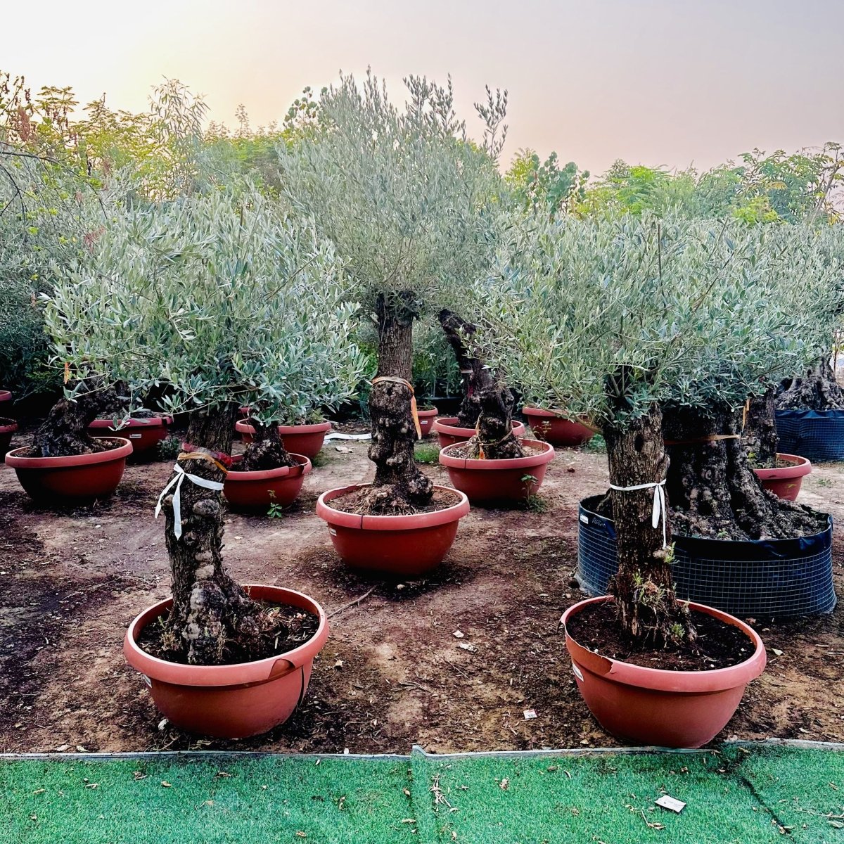 Olea europea or Olive Tree 1.7 - 2.0m, 200 - 250mm Trunk Diameter, Unique Old Trunk Olive Tree - Greensouq -