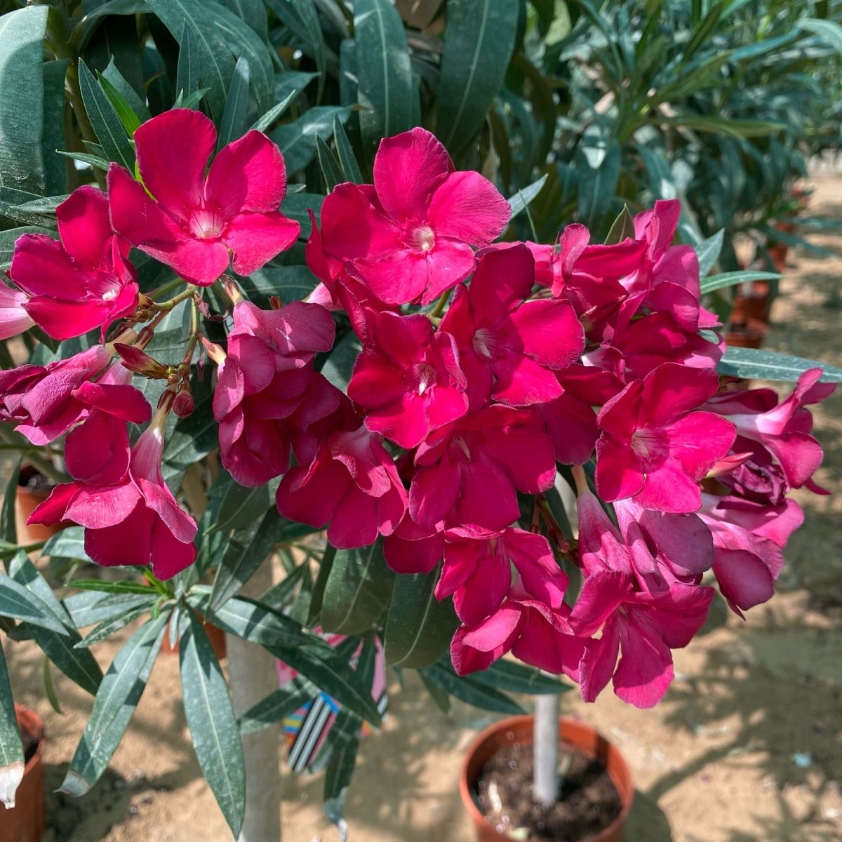 Rosebay Plant "Nerium Oleander" Mix Copa 30L - Greensouq -