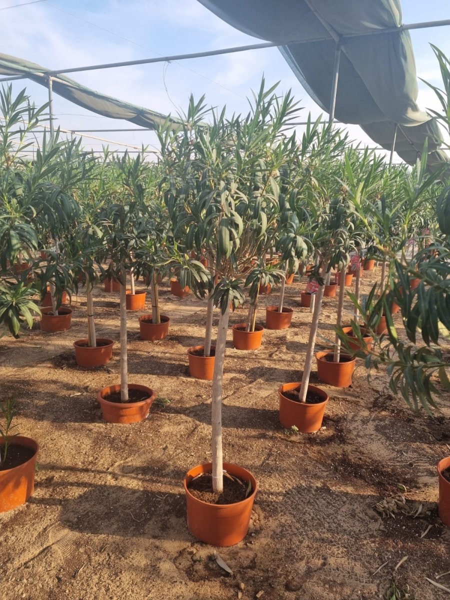 Oleander Spanish Plant 1.2 - 1.4m - Greensouq -