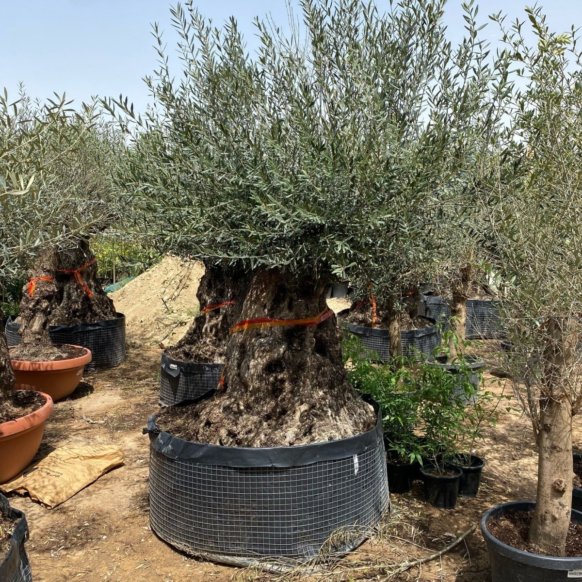 Olive Tree Olea Europaea Thick Trunk 2.0 - 2.5m Height 500mm - 600mm Dia - Greensouq -