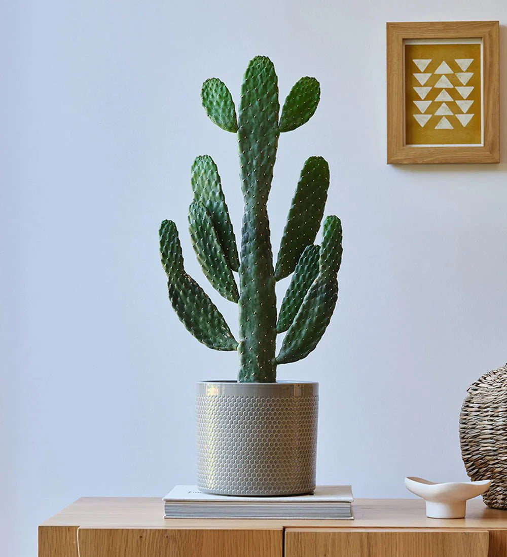 Opuntia Consolea in White Ceramic Pot 30 - 40cm - Greensouq -