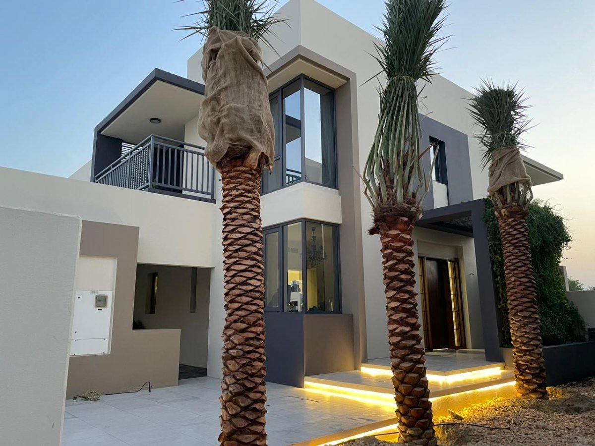 Palm Tree "Phoenix Dactylifera Or Date Palm" النخلة - Greensouq -