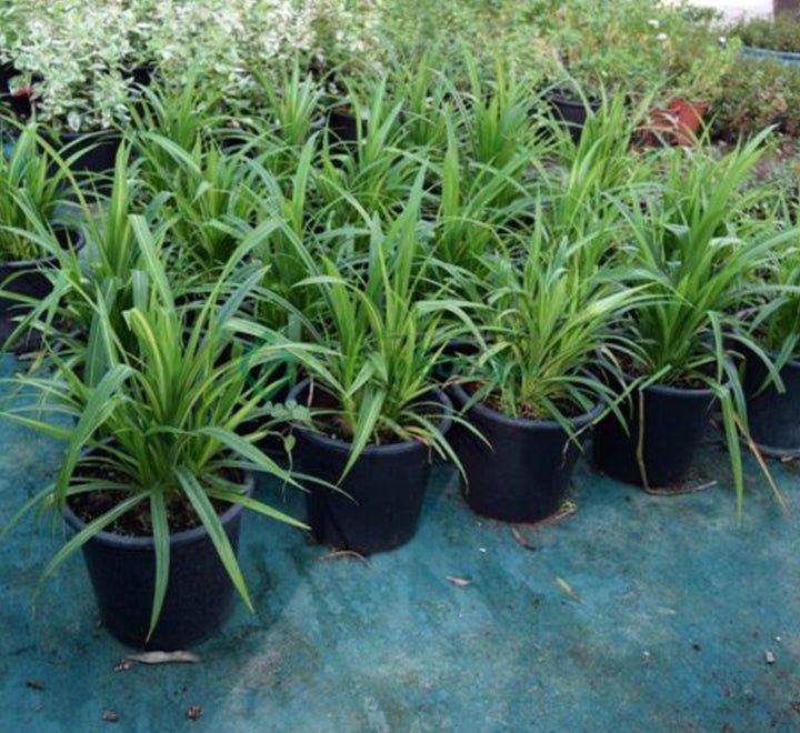 Pandanus Baptistii Variegata - Greensouq -