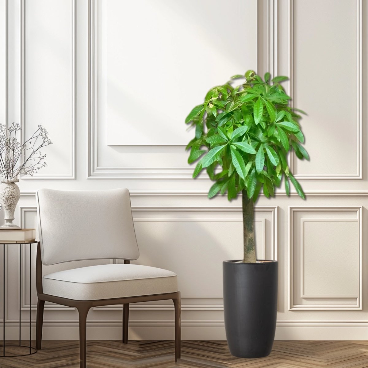 Patchira Thick Trunk (Money Tree) in Black ceramic Pot 1.2 - 1.5m - Greensouq -