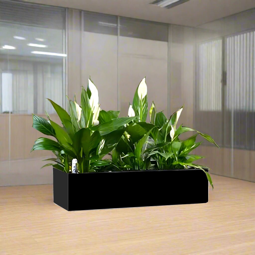 Peace Lily Trio Indoor Trio in Fiber Glass Planter (GRP) (90x30x30cm) - Greensouq -
