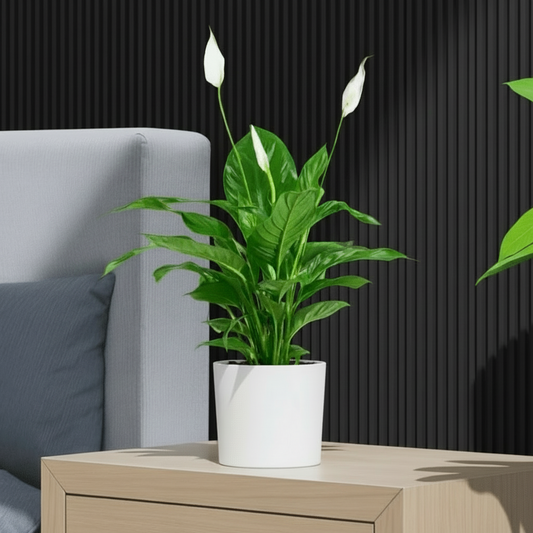 Peace Lily or Spathiphyllum or "زنبق السلام" - Greensouq -