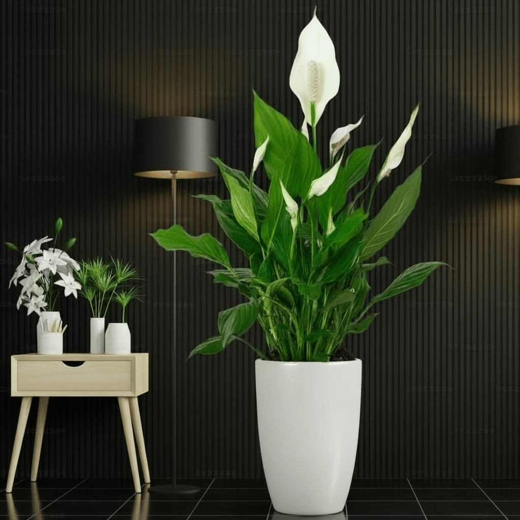 Peace Lily or Spathiphyllum or "زنبق السلام" - Greensouq -