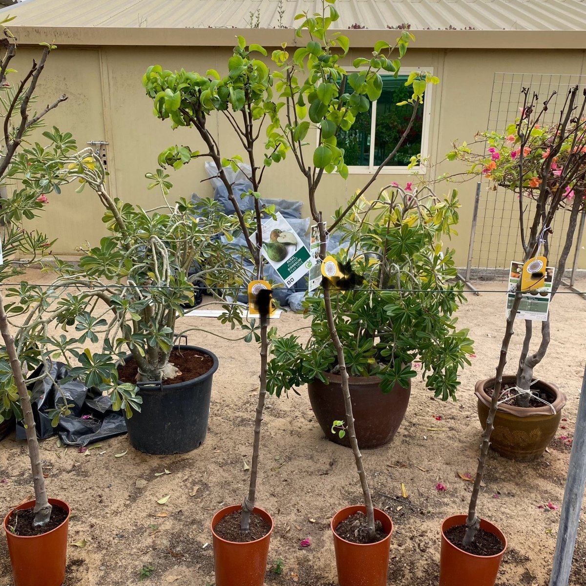 Pear Pyrus tree 1.0 - 1.5m - Greensouq -