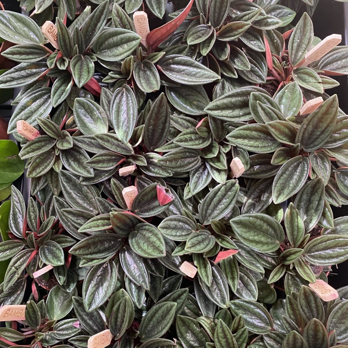 Peperomia caperata - Greensouq -