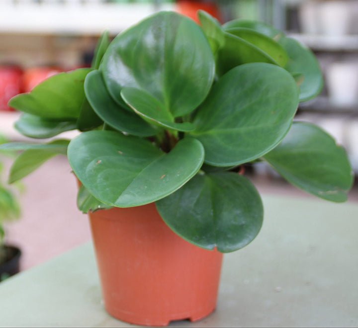 Peperomia Obtusifolia, Baby Rubber Plant or Pepper face 10 - 15cm - Greensouq -