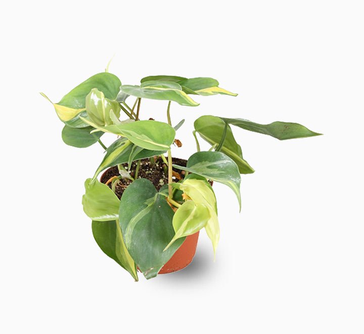 Philodendron Brasil - Greensouq -