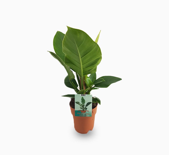 Philodendron Imperial Green 70 – 80cm - Greensouq -
